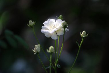 Bahçedeki güzel beyaz gül çiçekleri, çiçek kavramı...