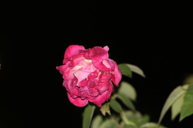 bahçede büyüyen güzel pembe çiçekler