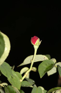 Siyah arkaplanda kırmızı gül tomurcukları