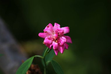 bahçede büyüyen güzel pembe çiçekler