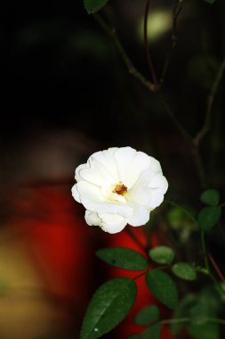Bahçedeki güzel beyaz gül çiçekleri, çiçek kavramı...