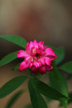 bahçede büyüyen güzel pembe çiçekler