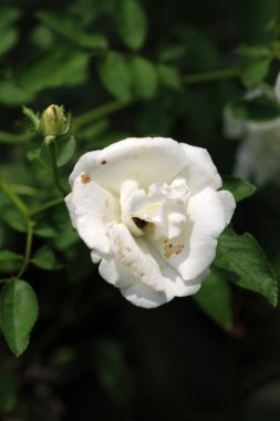 Bahçedeki güzel beyaz gül çiçekleri, çiçek kavramı...