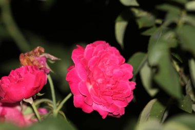 bahçede büyüyen güzel pembe çiçekler