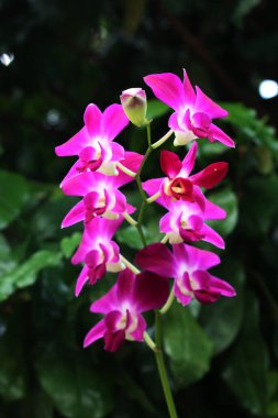 bahçede büyüyen güzel pembe çiçekler