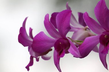 bahçede büyüyen güzel pembe çiçekler