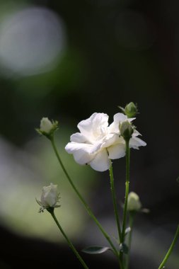 Bahçedeki güzel beyaz gül çiçekleri, çiçek kavramı...