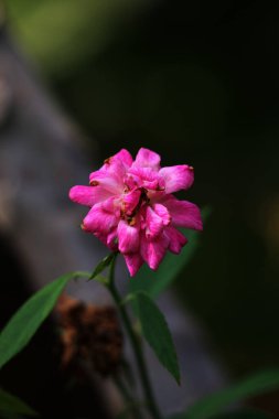 bahçede büyüyen güzel pembe çiçekler