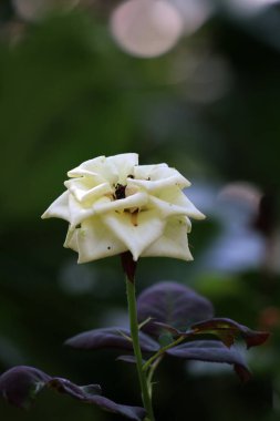 Bahçedeki güzel beyaz gül çiçekleri, çiçek kavramı...