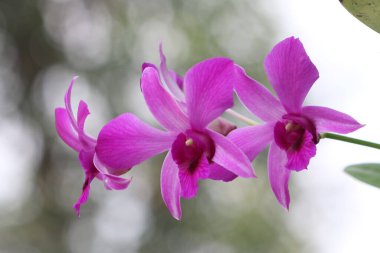 bahçede büyüyen güzel pembe çiçekler