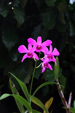 bahçede büyüyen güzel pembe çiçekler