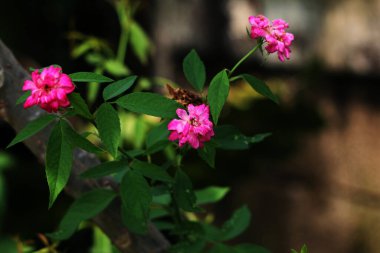 bahçede büyüyen güzel pembe çiçekler