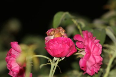 bahçede büyüyen güzel pembe çiçekler