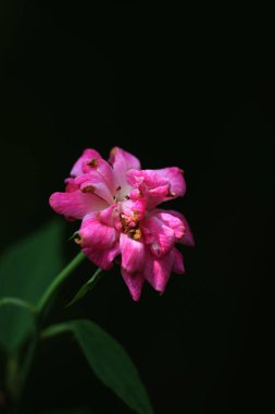 bahçede büyüyen güzel pembe çiçekler