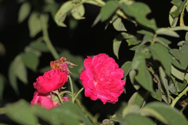 bahçede büyüyen güzel pembe çiçekler