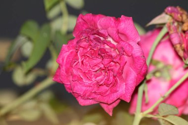 bahçede büyüyen güzel pembe çiçekler