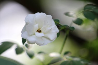 Bahçedeki güzel beyaz gül çiçekleri, çiçek kavramı...
