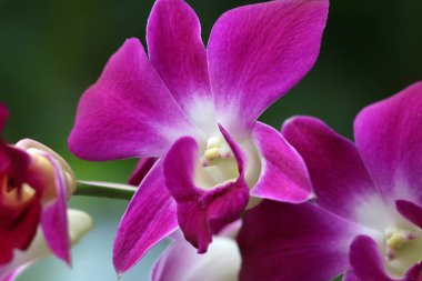 bahçede büyüyen güzel pembe çiçekler