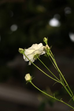 Bahçedeki güzel beyaz gül çiçekleri, çiçek kavramı...