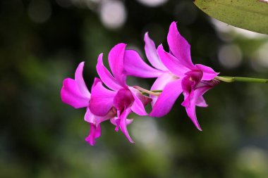 bahçede büyüyen güzel pembe çiçekler