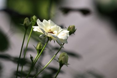 Bahçedeki güzel beyaz gül çiçekleri, çiçek kavramı...