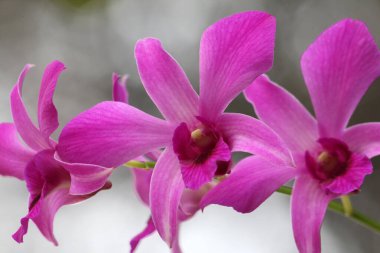 bahçede büyüyen güzel pembe çiçekler