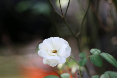 Bahçedeki güzel beyaz gül çiçekleri, çiçek kavramı...