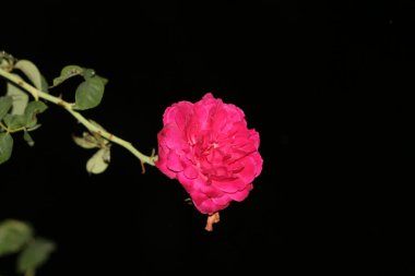 bahçede büyüyen güzel pembe çiçekler