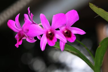 bahçede büyüyen güzel pembe çiçekler