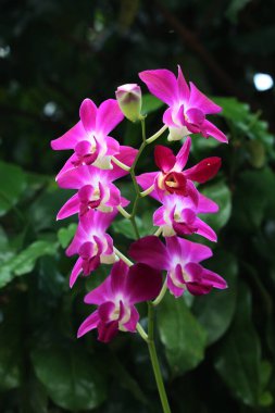 bahçede büyüyen güzel pembe çiçekler