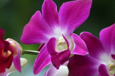 bahçede büyüyen güzel pembe çiçekler