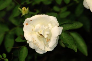 Bahçedeki güzel beyaz gül çiçekleri, çiçek kavramı...