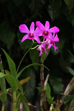 bahçede büyüyen güzel pembe çiçekler