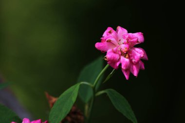bahçede büyüyen güzel pembe çiçekler