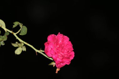 bahçede büyüyen güzel pembe çiçekler