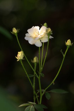 Bahçedeki güzel beyaz gül çiçekleri, çiçek kavramı...