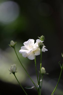 Bahçedeki güzel beyaz gül çiçekleri, çiçek kavramı...