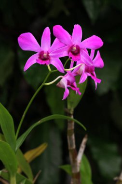 bahçede büyüyen güzel pembe çiçekler