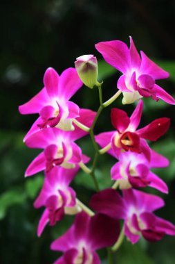 bahçede büyüyen güzel pembe çiçekler