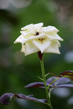 Bahçedeki güzel beyaz gül çiçekleri, çiçek kavramı...