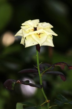 Bahçedeki güzel beyaz gül çiçekleri, çiçek kavramı...