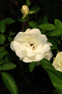 Bahçedeki güzel beyaz gül çiçekleri, çiçek kavramı...