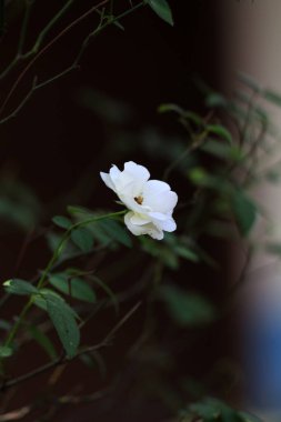 Bahçedeki güzel beyaz gül çiçekleri, çiçek kavramı...
