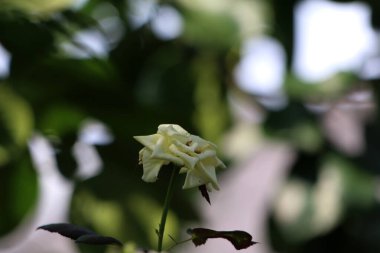 Bahçedeki güzel beyaz gül çiçekleri, çiçek kavramı...