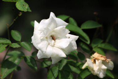Bahçedeki güzel beyaz gül çiçekleri, çiçek kavramı...