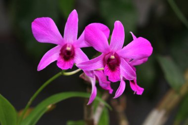 bahçede büyüyen güzel pembe çiçekler