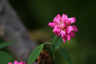 bahçede büyüyen güzel pembe çiçekler