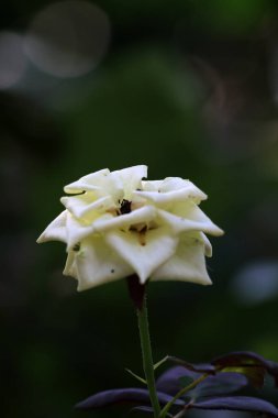 Bahçedeki güzel beyaz gül çiçekleri, çiçek kavramı...