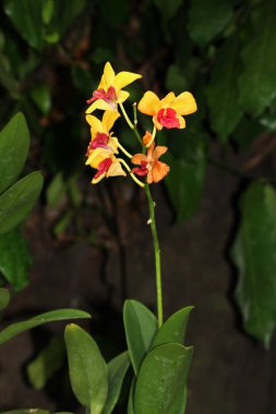 güzel sarı çiçekler bahçede büyüyen