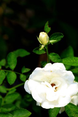 Bahçedeki güzel beyaz gül çiçekleri, çiçek kavramı...